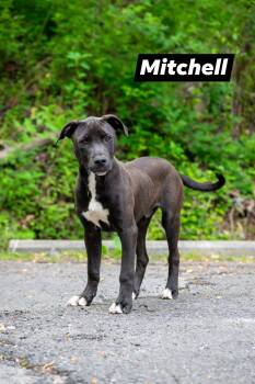 Black Labrador Retriever and Terrier Dogs Available for Adoption in Sevierville, Tennessee - Mitchell | PetCurious
