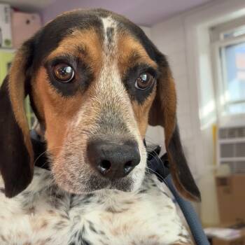 Rescue Beagle Dogs for Adoption in Northbrook, Illinois - Negroni | PetCurious