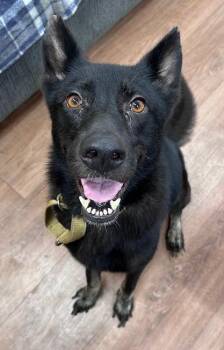 Ophelia -  German Shepherd Dog and Mixed Breed Dog for Adoption in Savannah, Georgia - Ophelia | PetCurious