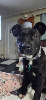 Rescue Labrador Retriever and Shepherd Dogs for Adoption in Oxford, Michigan - Jerry | PetCurious