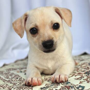 Peter -  Chihuahua Dog for Adoption in Springfield, Ohio - Peter | PetCurious