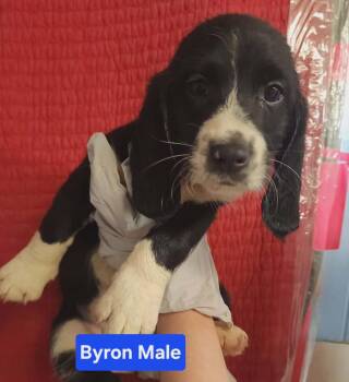 Byron -  Basset Hound and Terrier Dog for Adoption in Evansville, Indiana - Byron | PetCurious