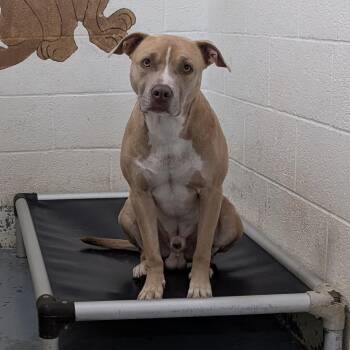 192551 LOOKING FOR OWNER -  Pit Bull Terrier Dog for Adoption in Ravenna, Ohio - 192551 LOOKING FOR OWNER | PetCurious