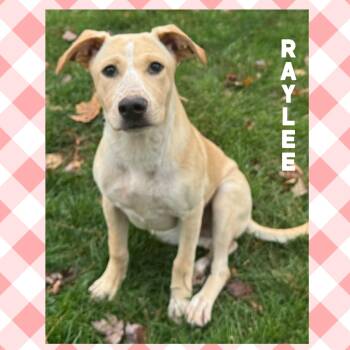 Rescue Labrador Retriever Dogs for Adoption in Mokena, Illinois - Raylee | PetCurious