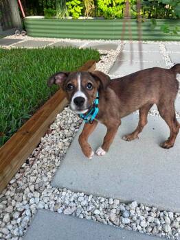 Lucy -  Mixed Breed Dog for Adoption in Orlando, Florida - Lucy | PetCurious