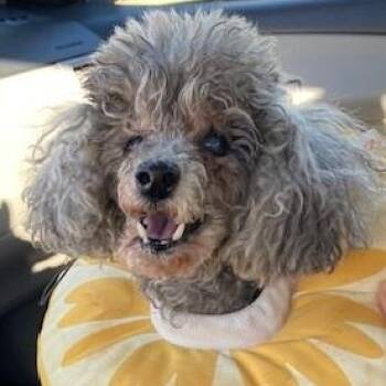 Rescue Miniature Poodle Dogs for Adoption in Dripping Springs, Texas - BeBe | PetCurious