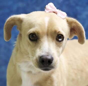 Rescue Chihuahua Dogs for Adoption in Casa Grande, Arizona - Casey | PetCurious