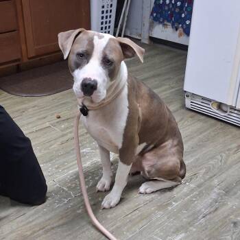 Nugget -  Mixed Breed Dog for Adoption in Summerville, South Carolina - Nugget | PetCurious