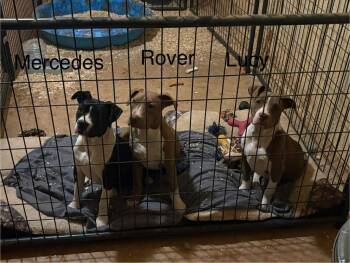 Pit Bull Terrier Dogs Available for Adoption - Mercedes | PetCurious