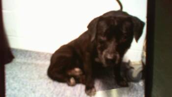 Labrador Retriever and Mixed Breed Dogs Available for Adoption in Charlotte, North Carolina - REX | PetCurious