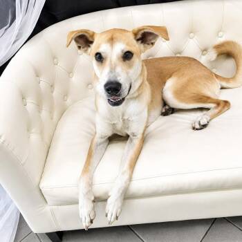 Stella -  Mixed Breed Dog for Adoption in Houston, Texas - Stella | PetCurious