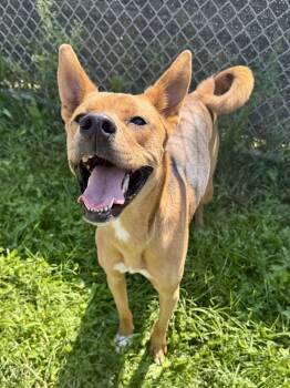 Rescue Shepherd Dogs for Adoption in St. Joseph, Michigan - Coco | PetCurious