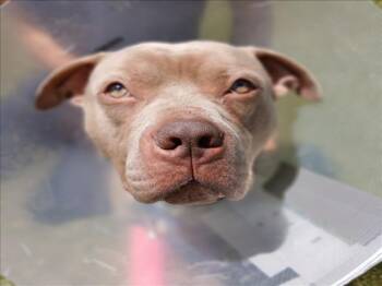 GRIMACE -  Pit Bull Terrier Dog for Adoption in Derwood, Maryland - GRIMACE | PetCurious