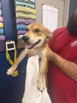 CHILAQUIL -  Chihuahua and Mixed Breed Dog for Adoption in Pasadena, Texas - CHILAQUIL | PetCurious