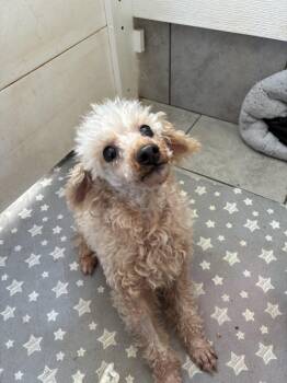 Little Buddy Sep 26 -  Poodle Dog for Adoption in Pacolet, South Carolina - Little Buddy Sep 26 | PetCurious
