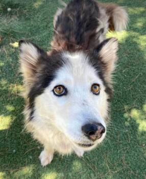 Alibi -  Husky and Mixed Breed Dog for Adoption in Fort Collins, Colorado - Alibi | PetCurious
