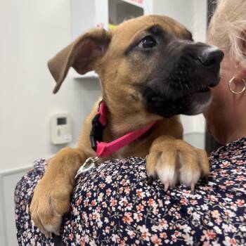 Moon -  German Shepherd Dog Dog for Adoption in Tampa, Florida - Moon | PetCurious