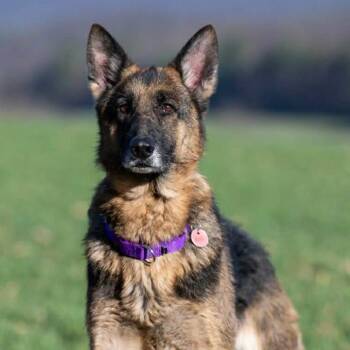 German Shepherd Dog Dogs Available for Adoption - Ada (26-149) | PetCurious