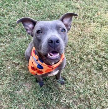 LABUBU -  Pit Bull Terrier and Mixed Breed Dog for Adoption in Tulsa, Oklahoma - LABUBU | PetCurious