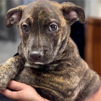 Cane Corso and Mountain Cur Dogs Available for Adoption in Fort Myers, Florida - Dr Pepper-2mo Old Puppy! | PetCurious