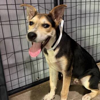 Richie -  Hound and Mixed Breed Dog for Adoption in Birmingham, Alabama - Richie | PetCurious