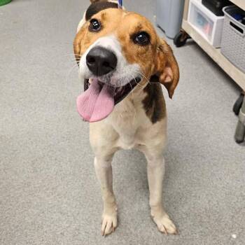 Slim Jim -  Hound Dog for Adoption in Martinsville, Virginia - Slim Jim | PetCurious