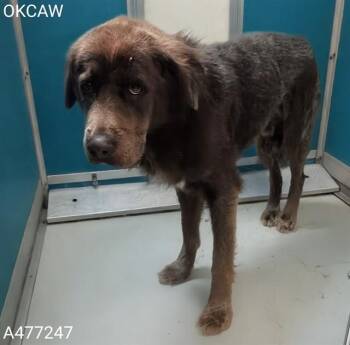 A477247 -  Hound and Mixed Breed Dog for Adoption in Oklahoma City, Oklahoma - A477247 | PetCurious