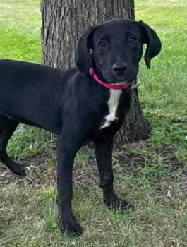 Katy -  Labrador Retriever Dog for Adoption in Maryville, Missouri - Katy | PetCurious