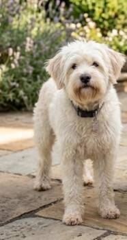 Teddy -  Poodle and Mixed Breed Dog for Adoption in Severance, Colorado - Teddy | PetCurious