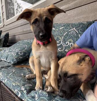 Moxie -  Belgian Shepherd Malinois and Great Pyrenees Dog for Adoption in Denver, Colorado - Moxie | PetCurious