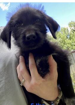 Dahl / Falcon -  Labrador Retriever and Mixed Breed Dog for Adoption in Broomfield, Colorado - Dahl / Falcon | PetCurious