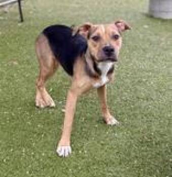 Rescue Mixed Breed Dogs for Adoption in Kansas City, Missouri - Cookie | PetCurious