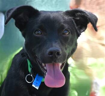 SKIPPER -  Schipperke and Mixed Breed Dog for Adoption in Loveland, Colorado - SKIPPER | PetCurious