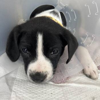 Mixed Breed Dogs Available for Adoption in Leander, Texas - Jade | PetCurious