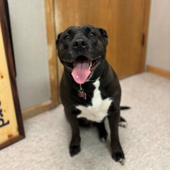 Pit Bull Terrier Dogs Available for Adoption - Khaleesi | PetCurious