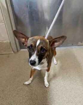 Chihuahua Dogs Available for Adoption in Seguin, Texas - Pepper | PetCurious