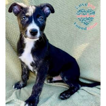 Border Collie and Shepherd Dogs Available for Adoption - Ali Litter-Alli | PetCurious