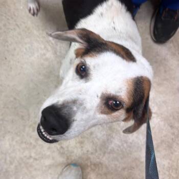 Basset Hound Dogs Available for Adoption - Trip - 012202U | PetCurious