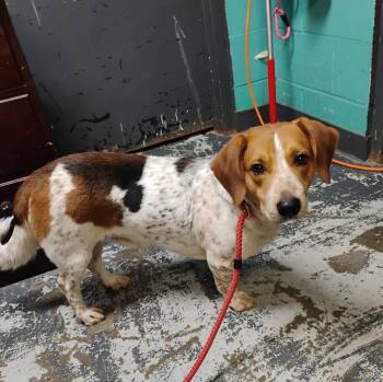 Copper #213 -  Beagle and Basset Hound Dog for Adoption in New Lexington, Ohio - Copper #213 | PetCurious