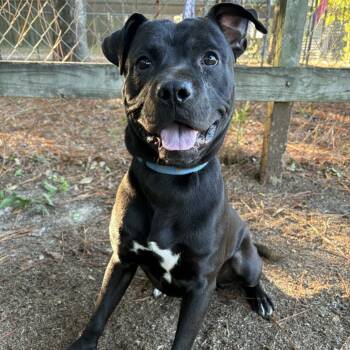 Rescue Mixed Breed Dogs for Adoption in Milton, Florida - Bilbo | PetCurious
