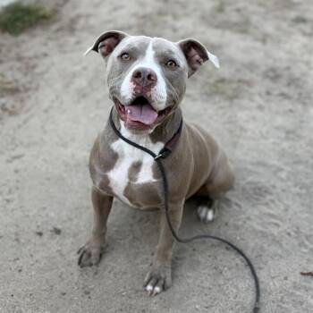 LUNA -  Pit Bull Terrier Dog for Adoption in Modesto, California - LUNA | PetCurious