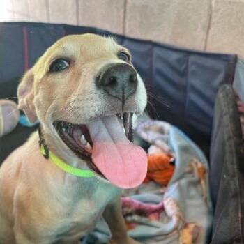 Janna -  Mixed Breed Dog for Adoption in Buffalo, Minnesota - Janna | PetCurious