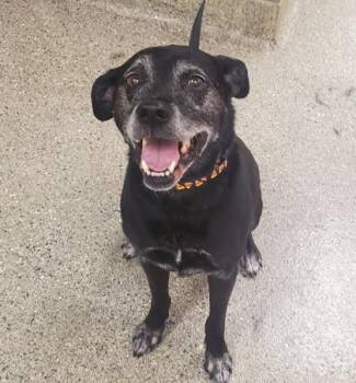 Tarja -  Labrador Retriever and Mixed Breed Dog for Adoption in Kansas City, Missouri - Tarja | PetCurious