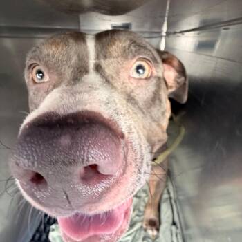 Derek Trucks -  Pit Bull Terrier Dog for Adoption in Philadelphia, Pennsylvania - Derek Trucks | PetCurious