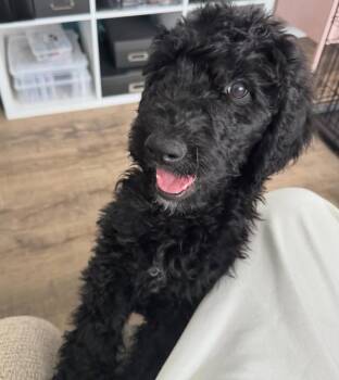 Raven Baxter -  Poodle and Labrador Retriever Dog for Adoption in Grafton, Wisconsin - Raven Baxter | PetCurious