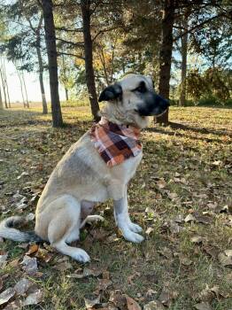 Rescue Mixed Breed Dogs for Adoption in Sioux Falls, South Dakota - Nova Grace | PetCurious