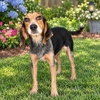 Penelope -  Beagle and Mixed Breed Dog for Adoption in Baton Rouge, Louisiana - Penelope | PetCurious