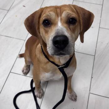 Deacon -  Beagle Dog for Adoption in Lufkin, Texas - Deacon | PetCurious