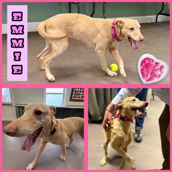 Labrador Retriever Dogs Available for Adoption in Springfield, Vermont - Hazel And Emmie | PetCurious