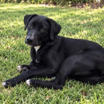 Turnipgreen Lonestar -  Labrador Retriever Dog for Adoption in Rockaway, New Jersey - Turnipgreen Lonestar | PetCurious